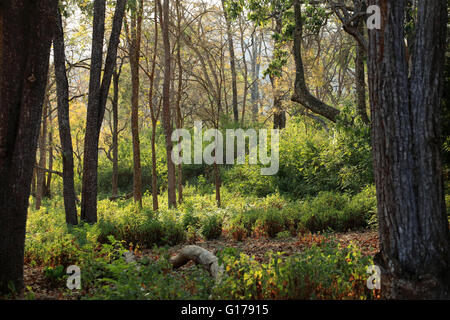 K Gudi Wildniscamp, B R Hills, Karnataka, Indien Stockfoto