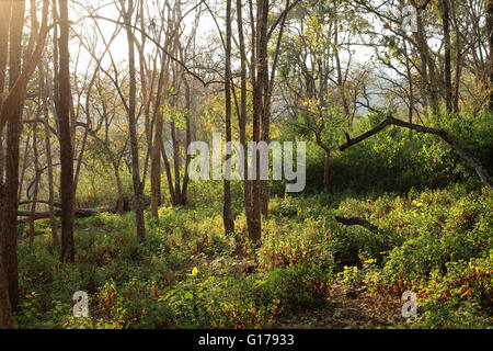 K Gudi Wildniscamp, B R Hills, Karnataka, Indien Stockfoto