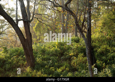 K Gudi Wildniscamp, B R Hills, Karnataka, Indien Stockfoto