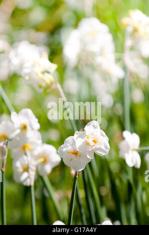 weiße Blüten im Vordergrund einer sonnigen Szene an einem Sommertag Stockfoto