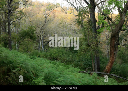 K Gudi Wildniscamp, B R Hills, Karnataka, Indien Stockfoto