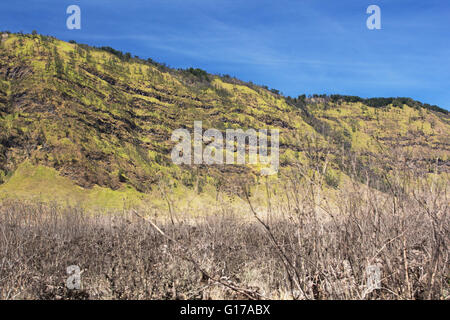 Savanne am Mount Bromo Vulkane im Bromo Tengger Semeru National Park, Ost-Java, Indonesien. Stockfoto