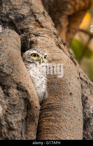 Gefleckte Owlet, Athene Brama, Leben in ihrer Heimat hohlen Baum Natur Stockfoto