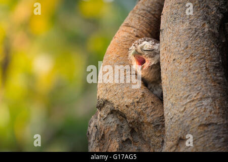 Gefleckte Owlet, Athene Brama, Leben in ihrer Heimat hohlen Baum Natur Stockfoto