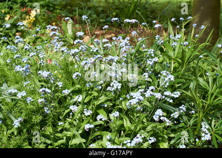 Einen englischen Landschaftsgarten Blumenbeet dicht bepflanzten Vergissmeinnicht (Myosotis). Frühling. UK Stockfoto