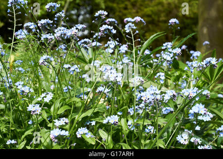 Einen englischen Landschaftsgarten Blumenbeet dicht bepflanzten Vergissmeinnicht (Myosotis). Frühling. UK Stockfoto