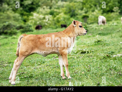 Hübsches kleines Kalb allein im grünen Weiden. Stockfoto