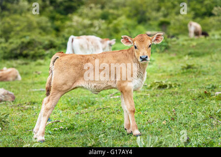 Schöne Kälbchen im grünen Rasen. Stockfoto