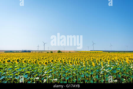 Bereich der blühenden Sonnenblumen auf einem Hintergrund Sonnenaufgang. Stockfoto