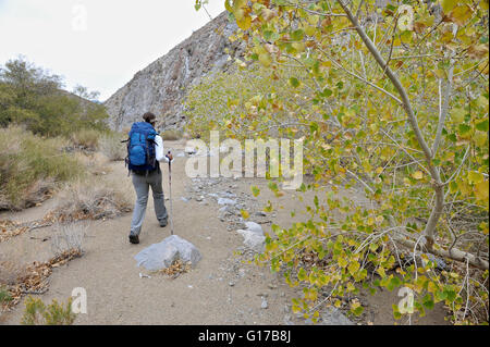 Wanderer erkunden die Wüste, Cottonwood Canyon, Death Valley Nationalpark, Kalifornien Stockfoto