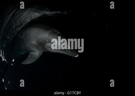 Der Große Tümmler (Tursiops) auf die Wasseroberfläche in der Dunkelheit, Socorro, Revillagigedo, Colima, Mexiko Stockfoto