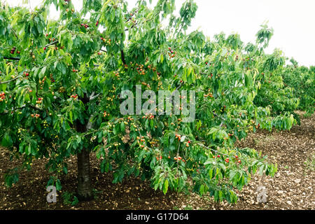 Kirsche wächst in Apulien. Stockfoto