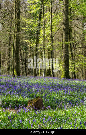 Englischen Bluebells "Hyacinthoides non-Scripta" wachsen im Forest of Dean in der Nähe von Blakeney Gloucestershire Engalnd UK im Frühling Stockfoto