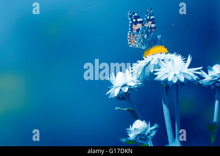 Schmetterling auf Blume in ein blau-Modus. Stockfoto