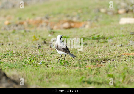 Weiße und schwarze Vogel auf der Suche nach Nahrung über den Rasen Stockfoto