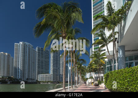 PALMEN AM RIVERWALK BRICKELL AVENUE SKYLINE VON DOWNTOWN MIAMI FLORIDA USA Stockfoto