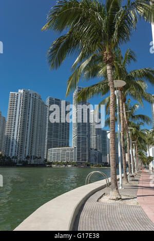 PALMEN AM RIVERWALK BRICKELL AVENUE SKYLINE VON DOWNTOWN MIAMI FLORIDA USA Stockfoto