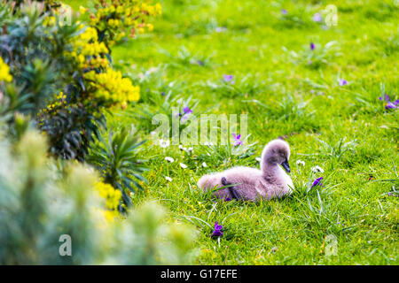 Ein Baby Schwan Signet Entlein auf dem grünen Rasen von Dawlish Wasser (The Brook) in Dawlish, Devon, England Stockfoto