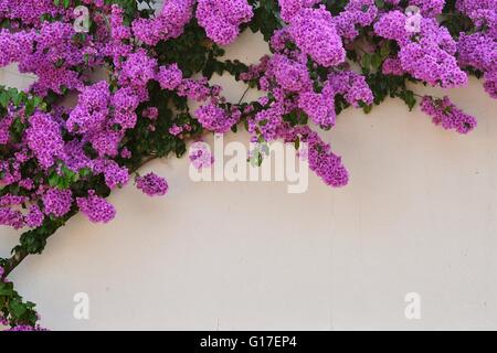 Schöne lila Bougainvillea-Blüten gegen weiße Wand als Hintergrund Stockfoto