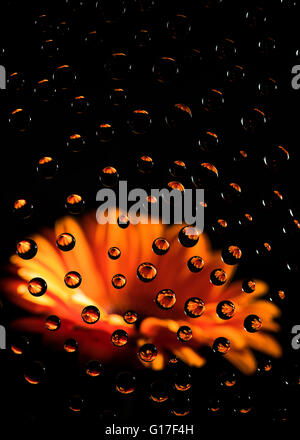 Wassertropfen reflektierenden orange gerbera Stockfoto