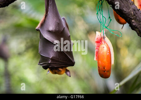 Malaiische Flughund Fledermaus an einem Ast hängen Stockfoto