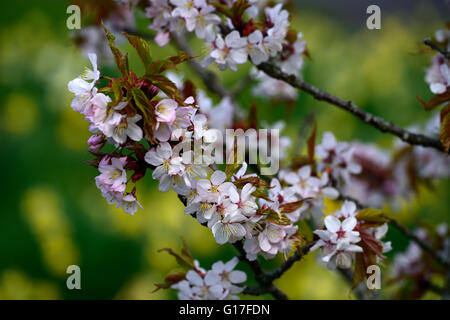 Prunus Sargentii Prunus Serrulata Cerasus Sachalinensis Sargent Cherry nördliche japanische Hill Kirsche Frühling Blumen Blüten Stockfoto