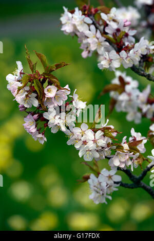 Prunus Sargentii Prunus Serrulata Cerasus Sachalinensis Sargent Cherry nördliche japanische Hill Kirsche Frühling Blumen Blüten Stockfoto