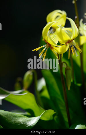 Erythronium Tuolumnense Kondo gelbe Blume Blumen Hunde Zahn Violet Frühling Blüte Blüte RM Floral Stockfoto