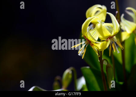 Erythronium Tuolumnense Kondo gelbe Blume Blumen Hunde Zahn Violet Frühling Blüte Blüte RM Floral Stockfoto