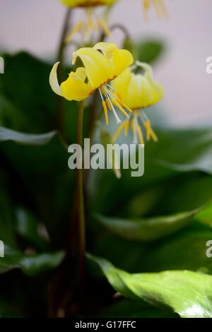 Erythronium Tuolumnense Kondo gelbe Blume Blumen Hunde Zahn Violet Frühling Blüte Blüte RM Floral Stockfoto