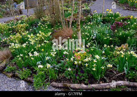 Jagd-Brook Gärten Wicklow Irland Frühling Blumen Helleborus Daffodials Beete Betten Grenzen gemischte Pflanzung RM Floral Stockfoto