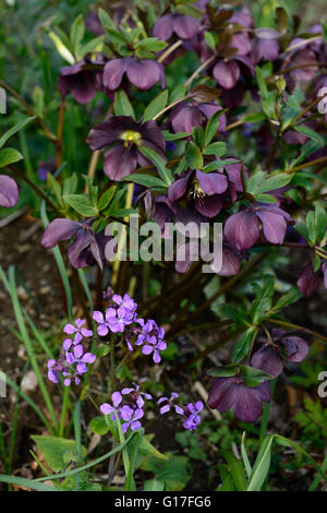 lila Nieswurz Hesperis Matronalis mischen gemischte Blume Blumen Blüte Frühling Display Blumenbeet Grenze RM Floral Stockfoto