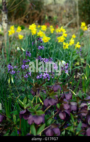 lila Nieswurz Hesperis Matronalis Narzissen mischen gemischte Blume Blumen Blüte Frühling Display Blumenbeet Grenze RM Floral Stockfoto