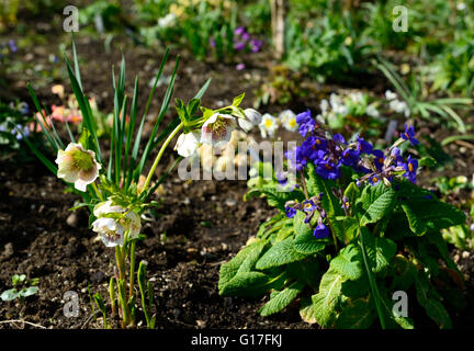 Primula blau Juliana Barnhaven Hybrid Primel Primeln frühere blühende Blumen Frühling RM Floral Stockfoto