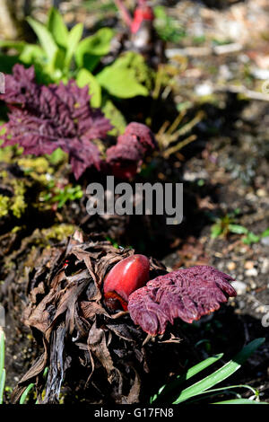 Rheum Palmatum Var Tanguticum rote Knospe Frühjahr entstehen Knospen Wachstumsmärkten ornamentalen Rhabarber Blätter RM Floral Stockfoto