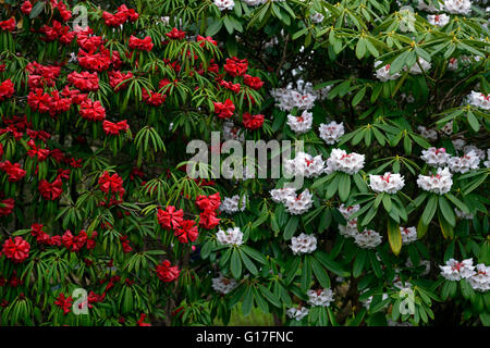 Rhododendron Strigillosum Rhododendron Calophytum rot weiße Kombination Blume Frühlingsblumen blühen Blüte Blüten Kontrast Stockfoto