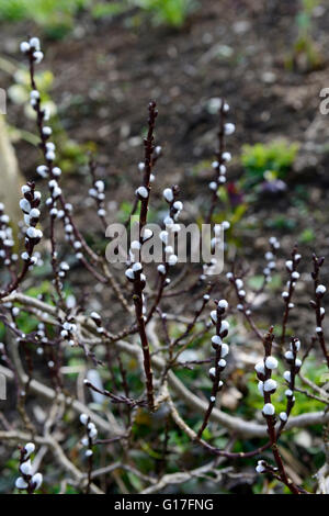 Salix Handsworthensis Wehrhahnii Hellebarde Leaved Weide weiße Knospe Knospen Frühling Catkin Kätzchen neues Wachstum RM Floral Stockfoto