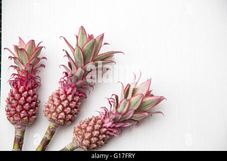 Mini Rosa Ananas Stockfoto