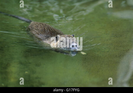 Wildtiere: Biber, (Castor Fiber). Europäischer Biber. Stockfoto