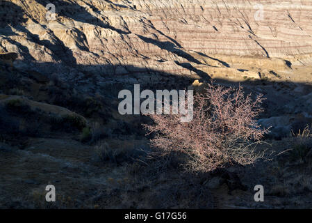 Strauch und erodierten Badlands, Angel Peak NAT Recreation Area, New Mexico. Stockfoto