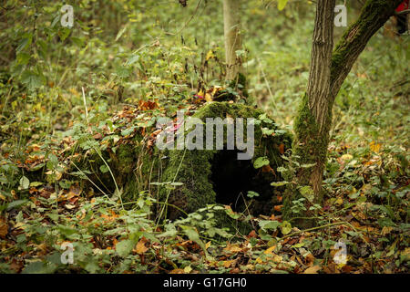 Alten bemoosten stumpf auf dem Boden im Wald liegen Stockfoto