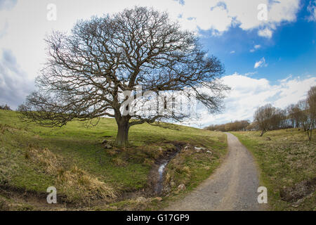 Großer Baum neben einem Pfad Stockfoto