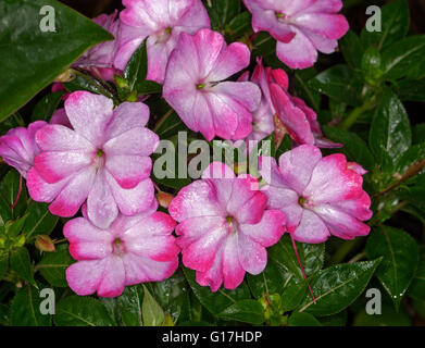 Cluster von bunten rosa und weißen Blüten und dunkelgrünen Blätter von Neu-Guinea Impatiens "Harmonie-Ausstrahlung" Stockfoto