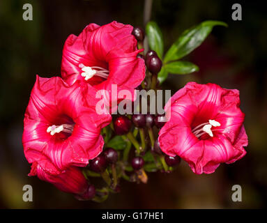 Cluster von atemberaubenden leuchtend rote Blüten, dunklen Knospen und smaragdgrüne Blätter von Kardinal Bergsteiger Ipomoea Horsfalliae auf dunklem Hintergrund, Stockfoto