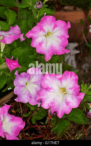 Cluster von leuchtend rosa Petunien Blüten mit weißen Zentren, Rüschen Blütenblättern und Smaragd grüne Blätter, jährliche Gartenpflanzen. Stockfoto