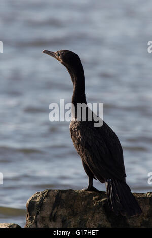 Neotropis Kormoran (Phalacrocorax Brasilianus) hockt auf Felsen. Stockfoto