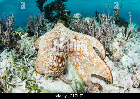 Ein karibischer Riff Oktopus (Octopus Briareus) untersucht den Meeresboden ein flaches Riff auf Turneffe Atoll, Belize. Stockfoto