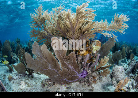 Gorgonien und anderen bunten Wirbellose wachsen auf ein flaches Karibik Riff in der Nähe von Turneffe Atoll in Belize. Stockfoto