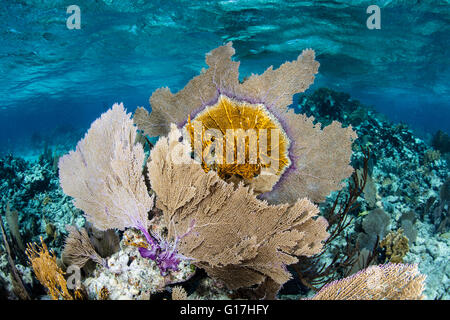 Gorgonien und anderen bunten Wirbellose wachsen auf ein flaches Karibik Riff in der Nähe von Turneffe Atoll in Belize. Stockfoto