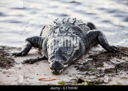 Ein amerikanisches Krokodil (Crocodylus Acutus) kriecht aus einer Lagune vor der Küste von Belize. Diese Art ist weit verbreitet. Stockfoto